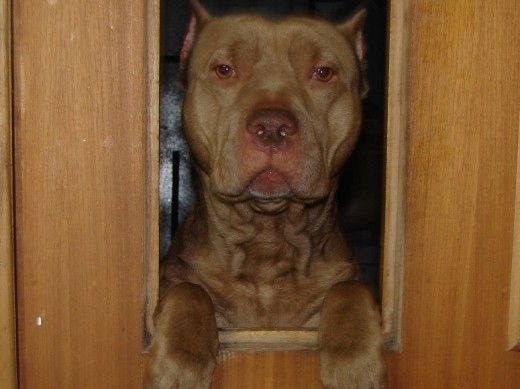 Soy Danger.... El consentido de la casa, de buenos modales. Fui entrenado por profesores (entrenadores) en materia de perros entre otros puntos básicos, esto para mis buenos modales valores y principios. Y a pesar de ser un animal en la casa me tratan como igual (un miembro mas de la familia).